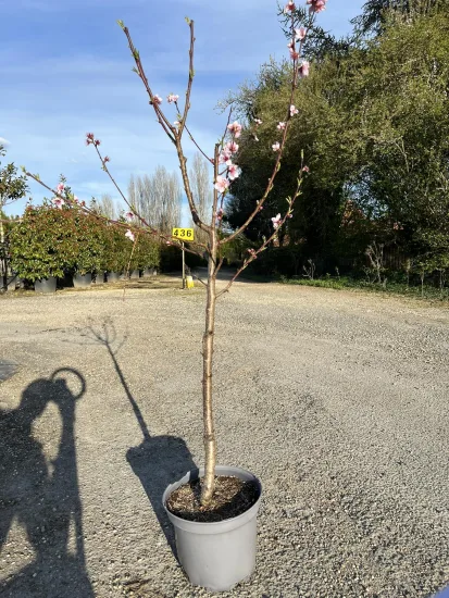 Nectarinier 'Nectared 6' — Pot 10L Gobelet