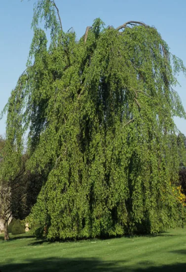 Bouleau verruqueux 'Youngii'
