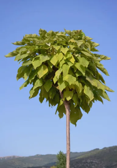 Catalpa commun 'Aurea'
