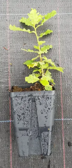 Chêne pédonculé (Quercus) — jeune plant feuillu dans pot plastique · Godet
