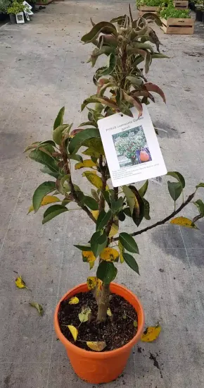 Poirier 'Garden gem' (Pyrus communis) — jeune arbre fruitier en pot orange sur dalle · Pot 6L
