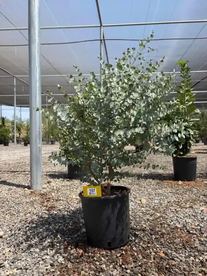 Eucalyptus à feuilles rondes 'Azura' (Eucalyptus gunnii) — arbuste au feuillage rond argenté en pépinière · Pot 5L