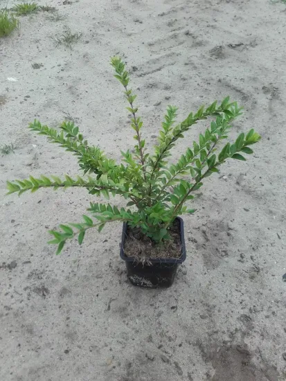 Chèvrefeuille arbustif 'maigrün' — odet de 9 cm