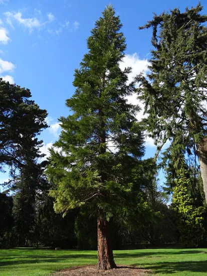 Sequoia géant