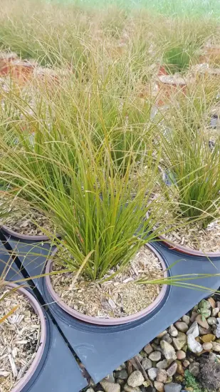 Laîche (Carex testacea) — touffe de graminée en pot de pépinière · Pot 3L Touffe
