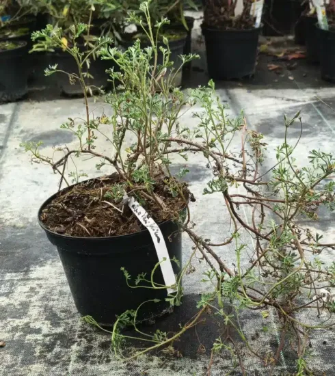 Géranium au parfum d'eucalyptus ' ' — Pot 3L