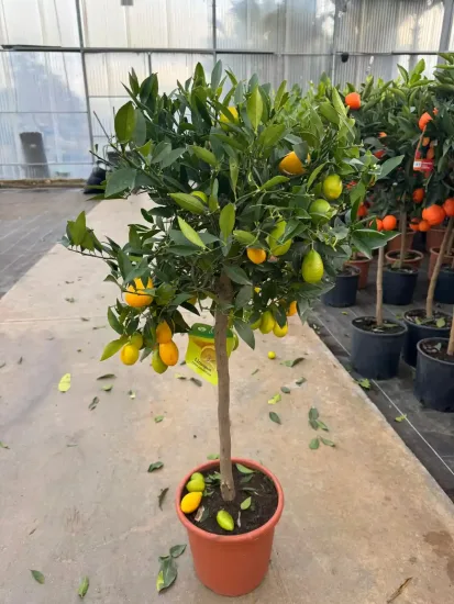 Limequat — Pot 9L Tige