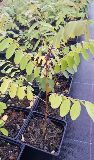 Robinier faux-acacia pusztavacs 'Pusztavacs' (Robinia pseudoacacia) — jeune plant feuillu en godet de pépinière