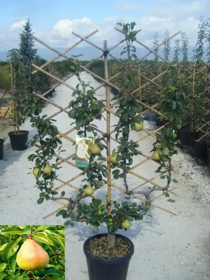 Poirier 'Beurre hardy' (Pyrus communis) — arbre fruitier palissé avec plusieurs fruits en pépinière · Pot 35L
