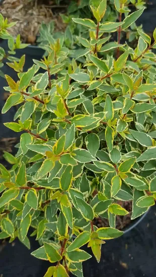 Abélia 'Lucky lots' (Abelia grandiflora) — gros plan sur un feuillage vert marginé de jaune · Pot 3L Touffe