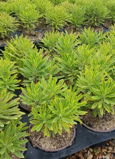 Euphorbe 'Ascot rainbow' (Euphorbia amygdaloides) — massif de jeunes plants vert jaunâtre en pot · Pot 3L