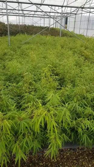 Fargesia — Pot 3L Touffe
