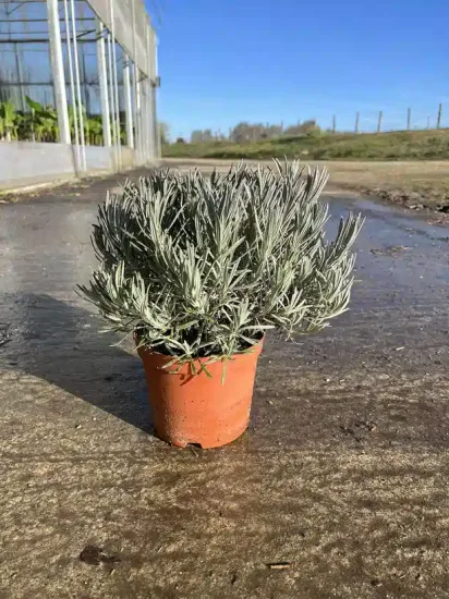 Lavandin 'Grosso' — Pot 3L