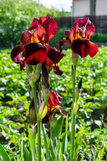 Iris nain 'Rangerette rouge'