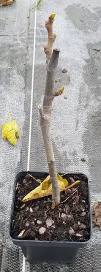 Figuier ronde de Bordeaux — Pot 2.5L Touffe