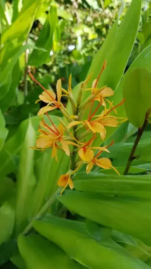 Gingembre ornemental 'Tara'