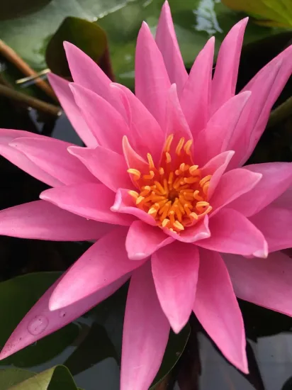 Nénuphar 'Rose arey'