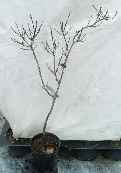 Argousier 'Zhemchuzhnitsa ♀' — Pot 3L