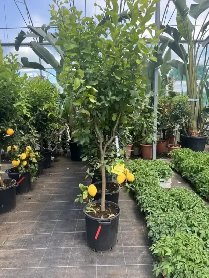 Citronnier 4 saisons — Pot 35L Tige