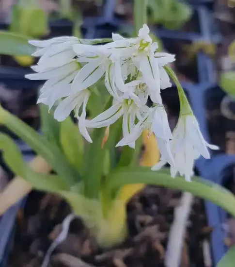 Ail triquètre ' '