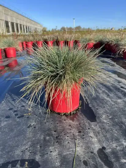 Fétuque glauque — Pot 4L