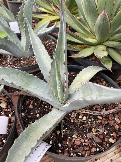 Agave asperrima 'Zarcensis' — Pot 5L