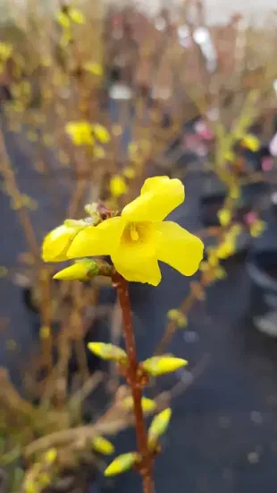 Forsythia 'Lynwood gold'