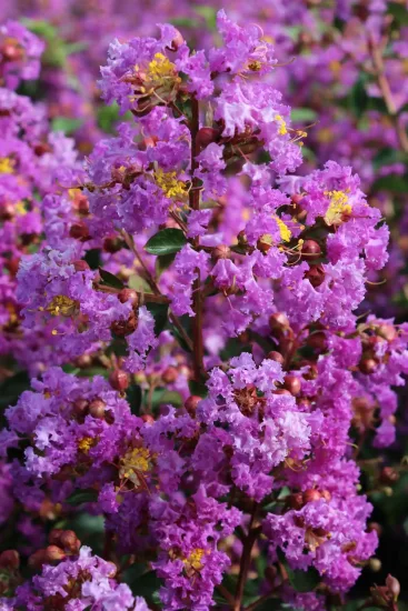 Lilas des indes 'Pecharmant'