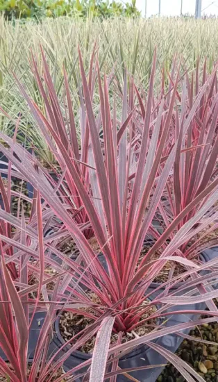 Cordyline 'Charlie boy' (Cordyline australis) — feuillage rubané rouge rosé formant une touffe dense · Pot 3L