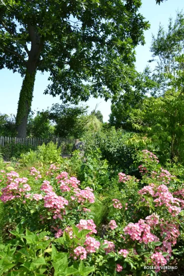 Rosier 'Rosea vispaniuc'