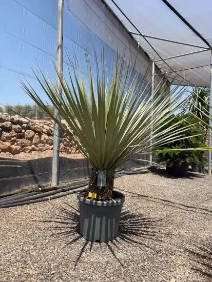 Noisetier 'La siberica' (Nolina hibernica) — grand sujet graphique en pot de pépinière · Pot 55L