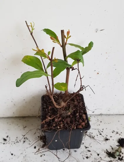 Grenadier wonderful — jeune plant ramifié dans petit pot plastique · Godet