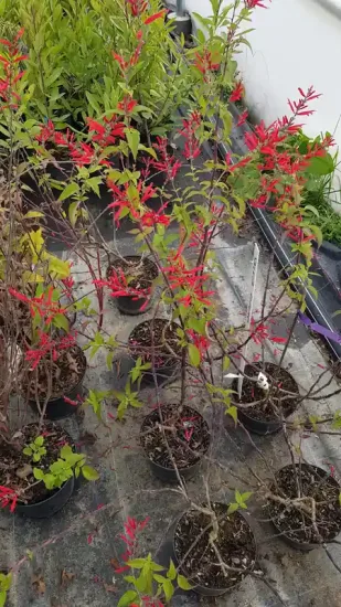 Sauge ananas (Salvia elegans) — plusieurs jeunes plants fleuris en pots alignés · Pot 2.5L