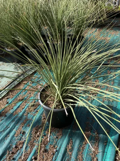 Sotol Allongé — Pot 10L