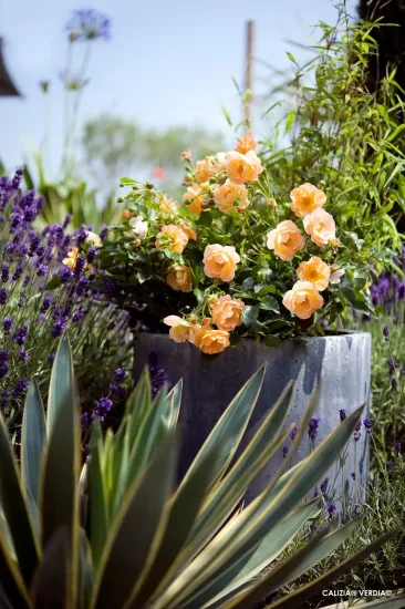 Rosier 'Calizia orange saumone '