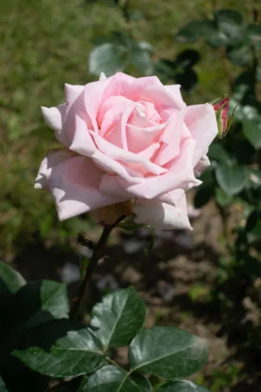 Rosier 'Boreale '
