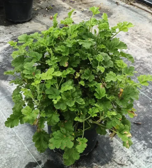 Géranium au parfum de noisette 'Concolor lace' (Pelargonium) — touffe dense de feuillage vert en pot noir · Pot 3L