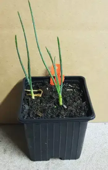 Ail à tête ronde (Allium sphaerocephalon) — jeunes pousses vertes dans pot noir de pépinière · Godet
