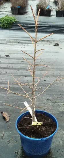 Mélèze hybride (Larix eurolepis) — jeune conifère dénudé en pot de culture · Pot 2.5L Baliveau
