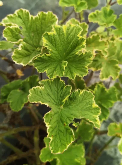 Géranium au parfum de citron 'Atomic snowflake'