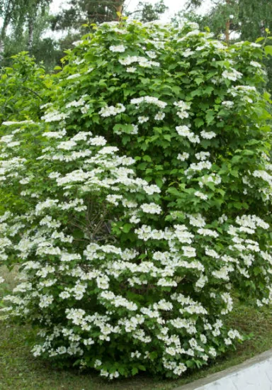 Viorne de chine 'Lanarth'