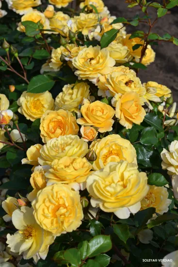 Rosier 'Soleya  jaune '