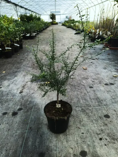 Citronnier caviar 'Vert' — Pot 5L Tige