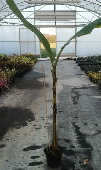 Bananier japonais 'Ever red' (Musa sikkimensis) — jeune plante tropicale en pot dans serre · Pot 6L
