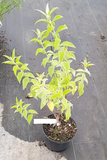 Arbre aux papillons (Buddleia salviifolia) — jeune arbuste feuillu en pot noir de pépinière · Pot 3L Touffe