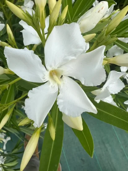 Laurier rose 'soeur Agnés' (Nerium olander) — gros plan de grande fleur blanche et boutons