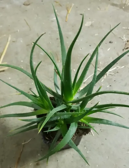 Aloe 'Sunrise'