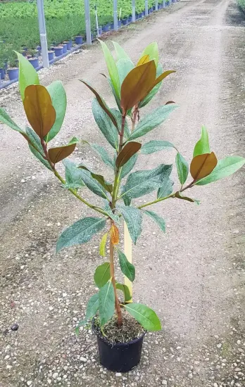 Magnolia de la galissonnière 'Galissoniere' (Magnolia grandiflora) — jeune plant ramifié au feuillage vert et brun · Pot 3L Baliveau