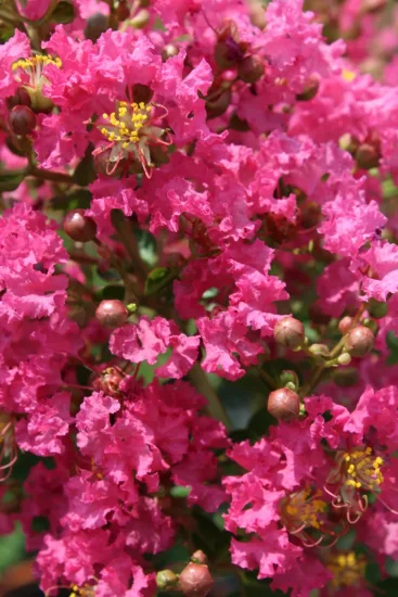 Lilas des indes 'Yang tse'