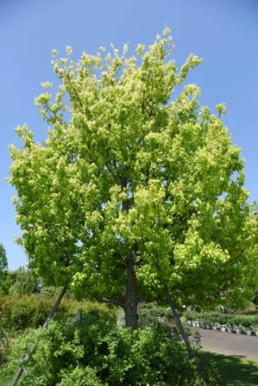Érable sycomore